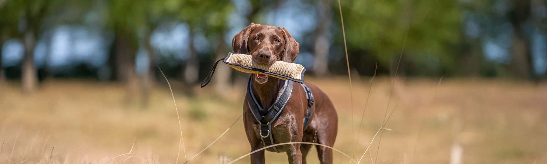 Apportdummy till Hund