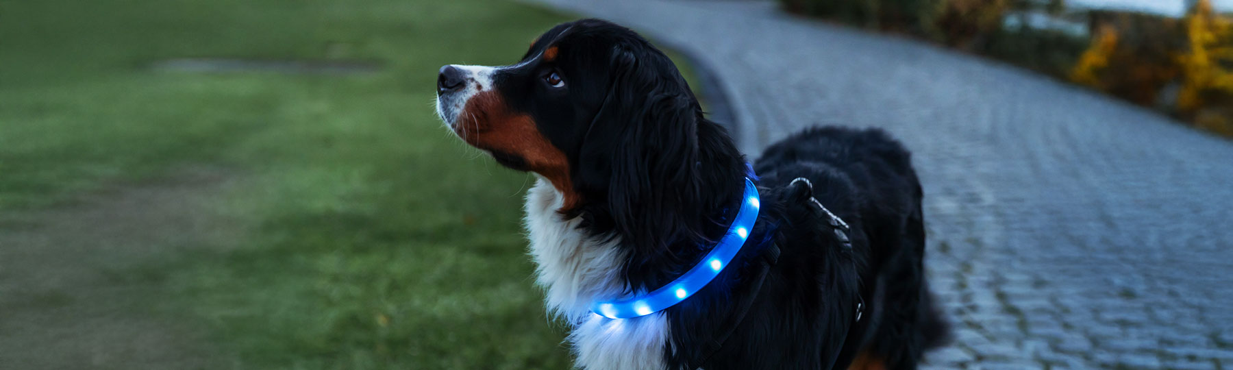 Lysande hundhalsband