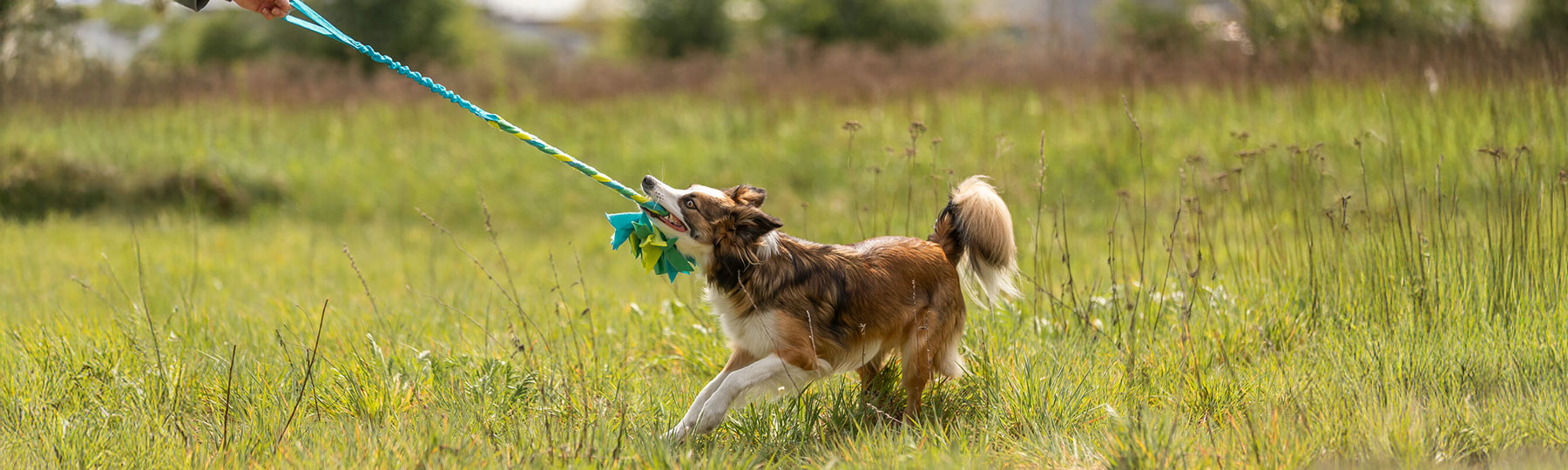 Dragleksaker till Hund