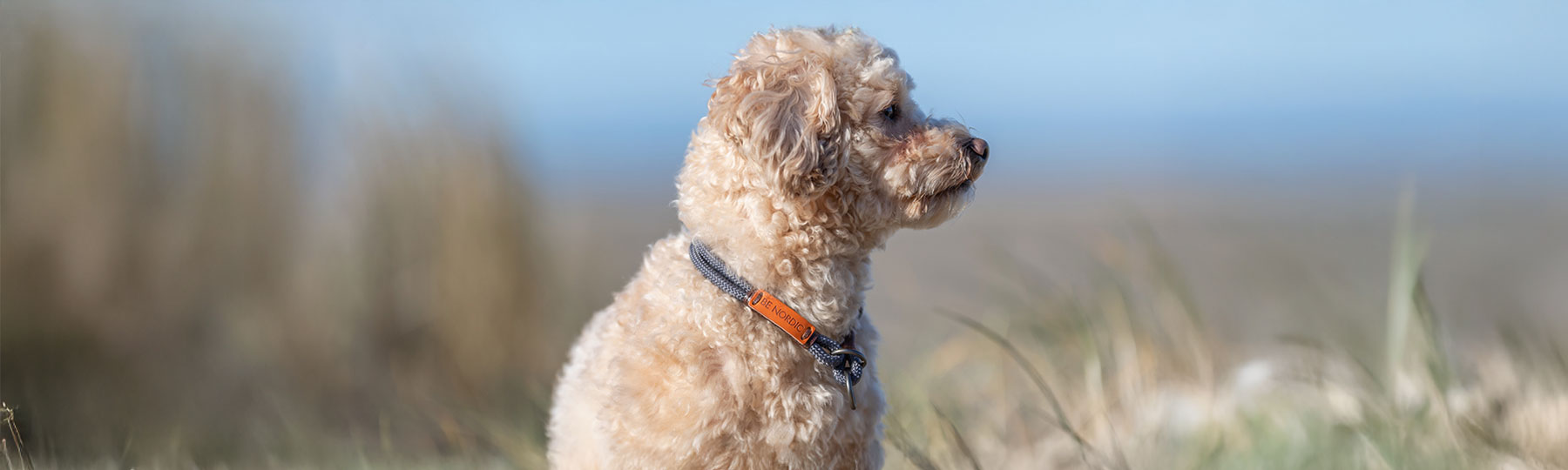 Dressyrhalsband till Hund