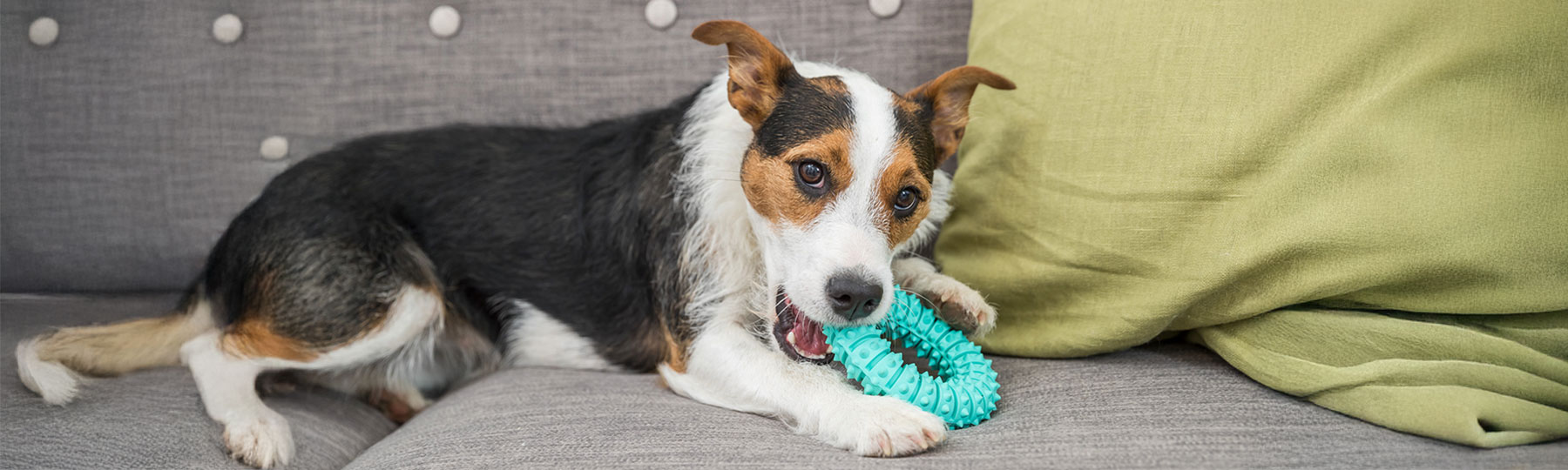 Gummileksaker till Hund