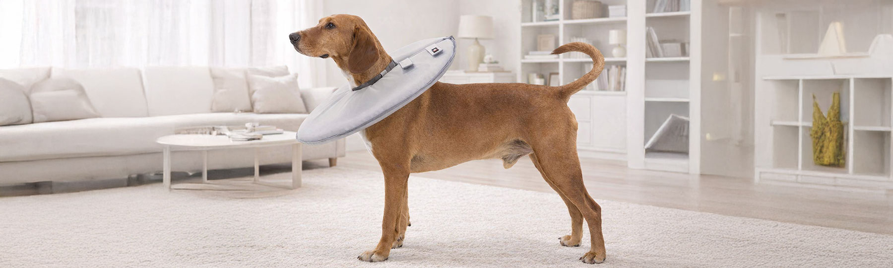 Halskrage till Hund Halskrage till Hund