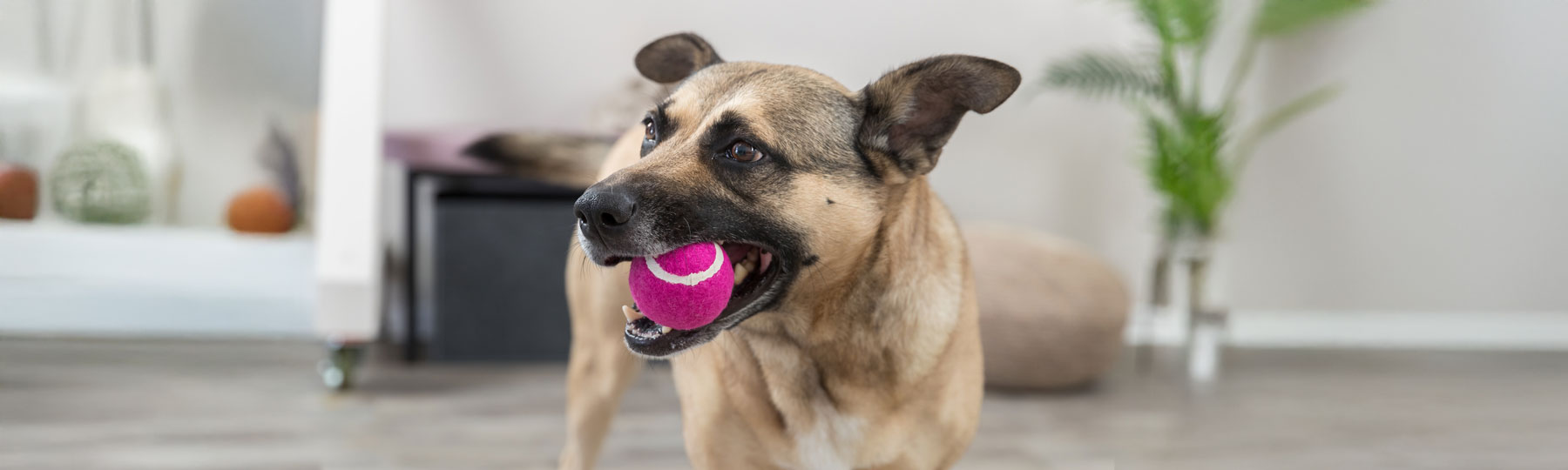 Bollar f&ouml;r hund
