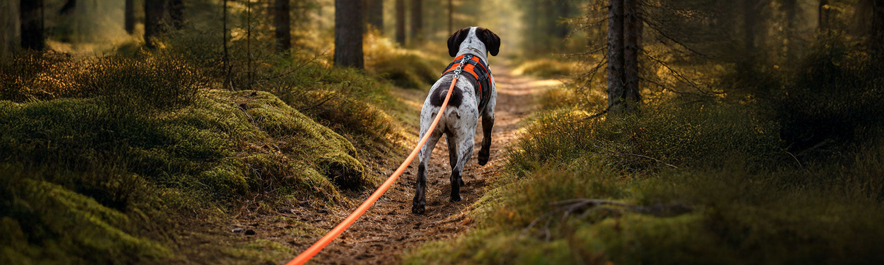 Sp&aring;rlina till Hund