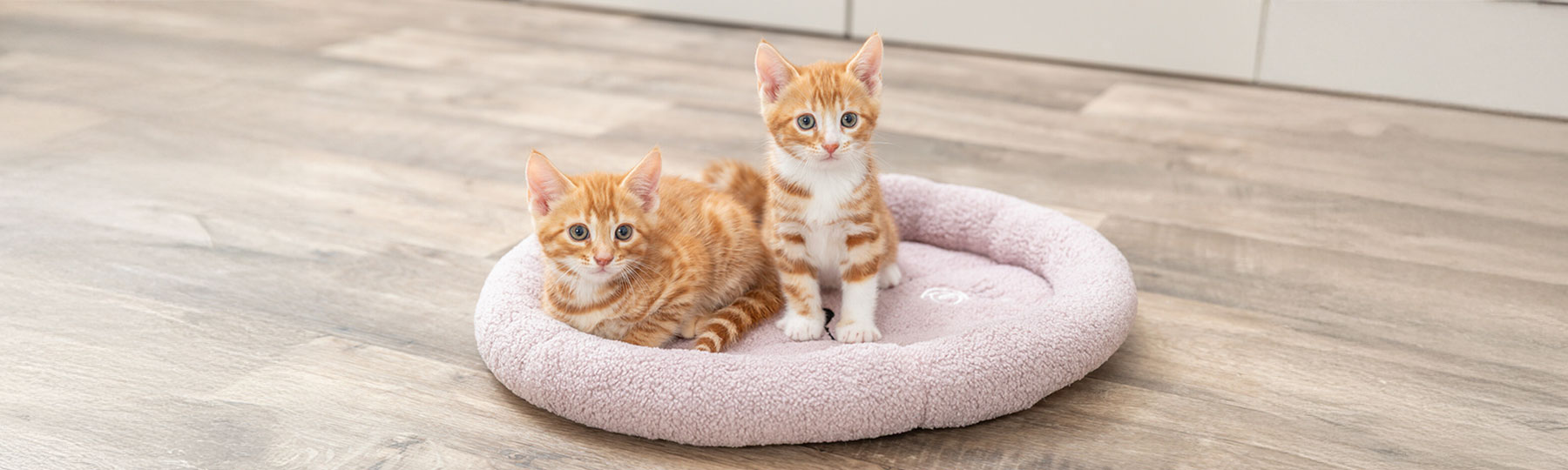 Kattbäddar Kattbäddar
