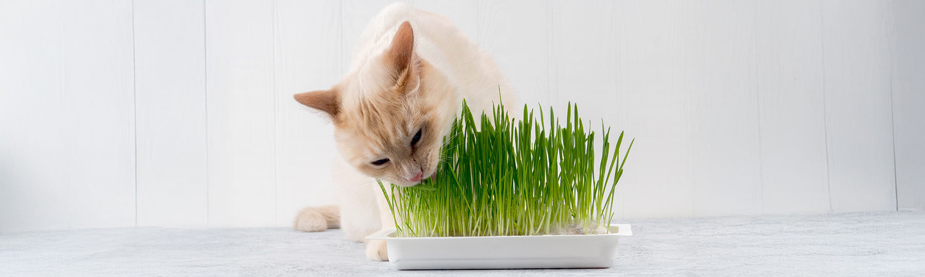 Kattgr&auml;s i l&aring;da