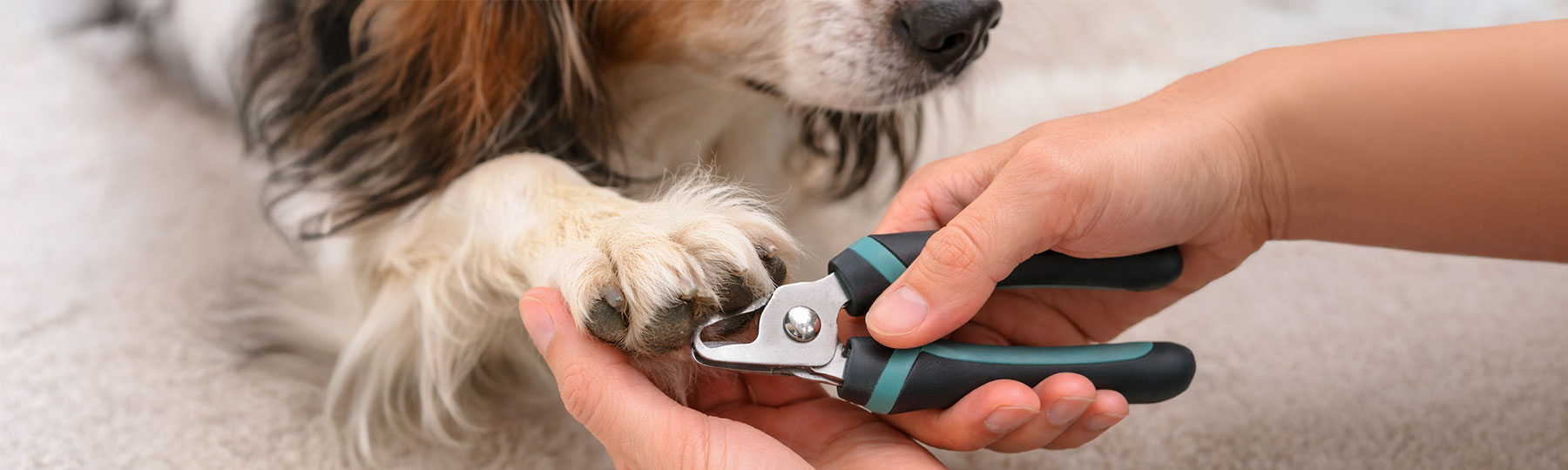 Klippa klor p&aring; Hund