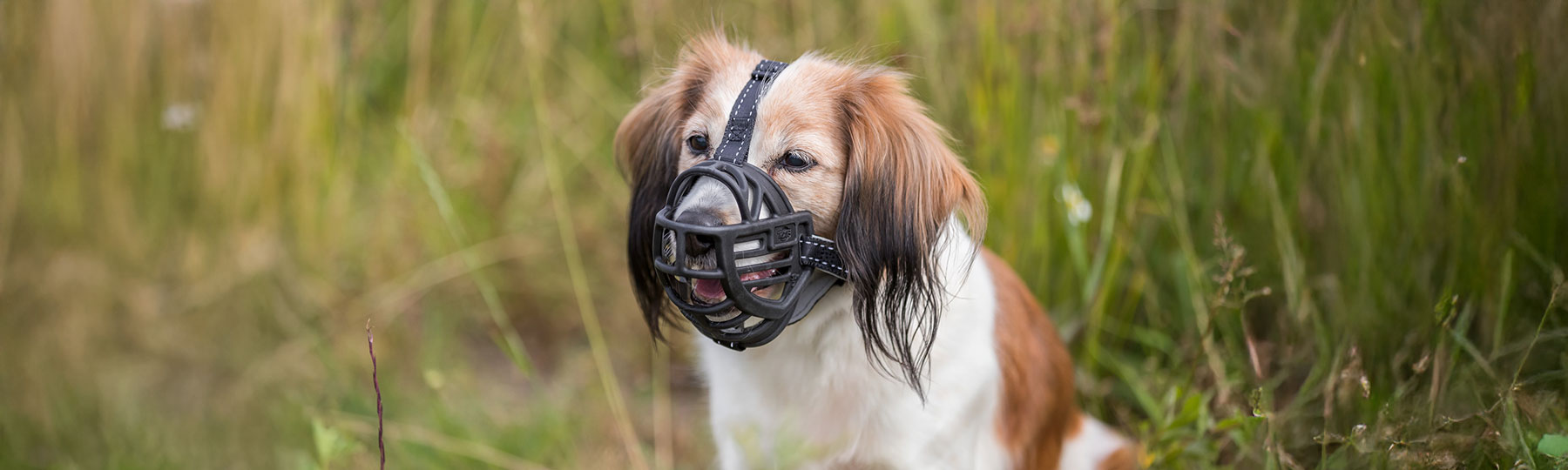 Munkorg f&ouml;r hund