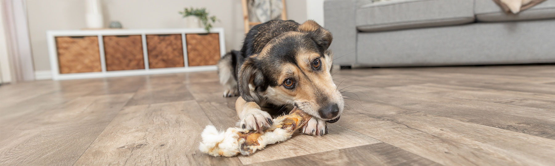 Naturgodis och m&auml;rgben till Hund