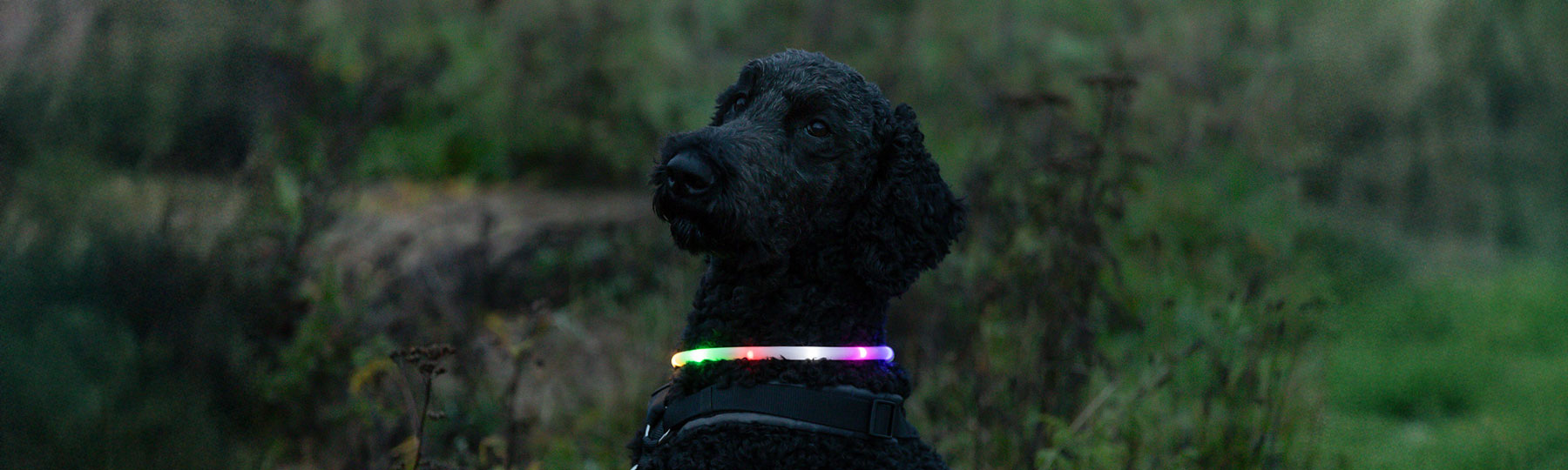 Lysande Hundhalsband Lysande Hundhalsband