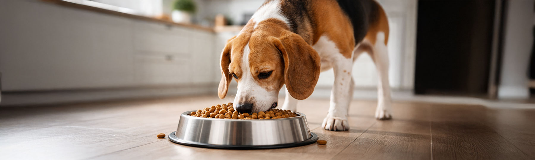 Torrfoder till Hund Torrfoder till Hund