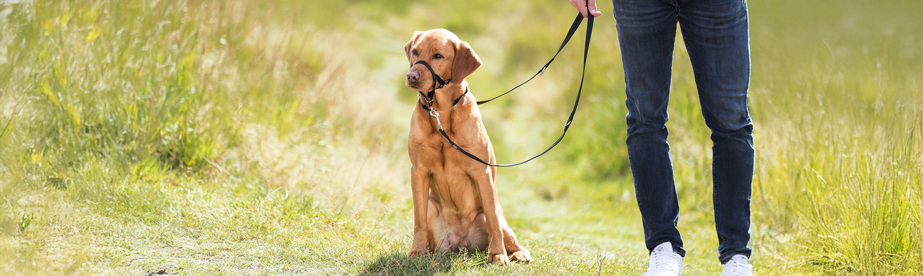 Nossele till hundtr&auml;ning
