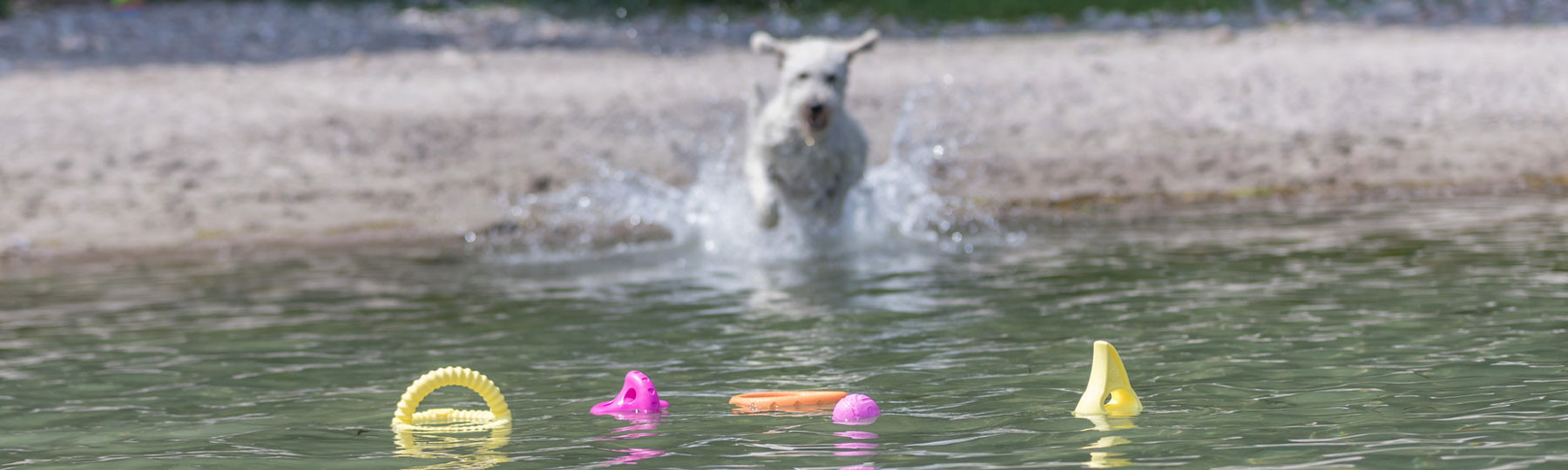 Utomhusleksaker f&ouml;r hund