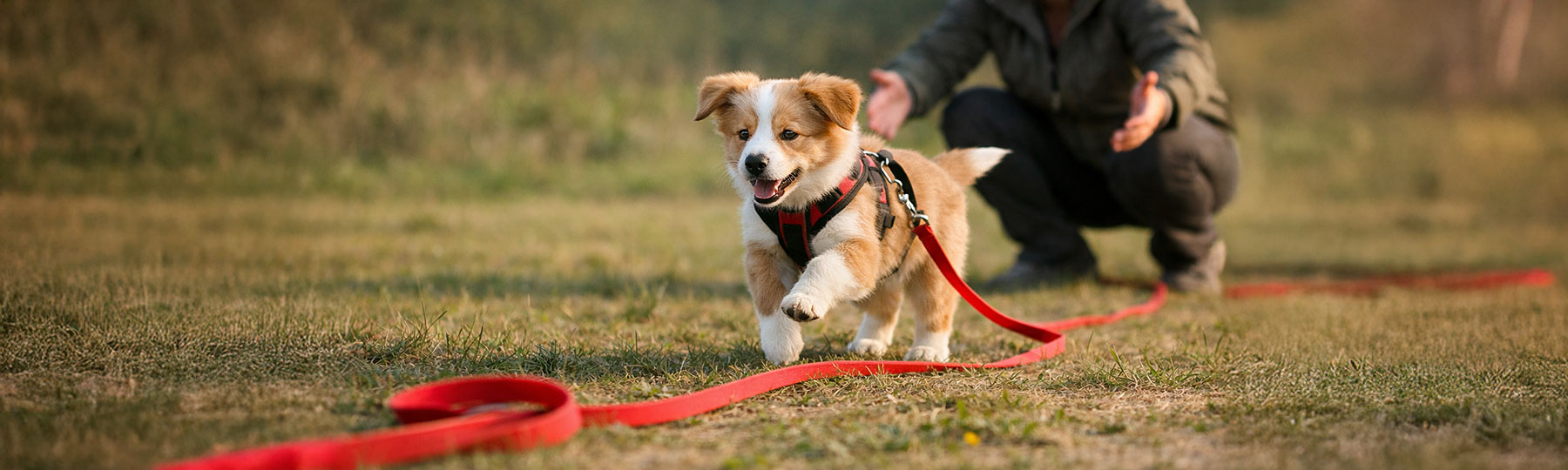 Dressyrkoppel till valpar