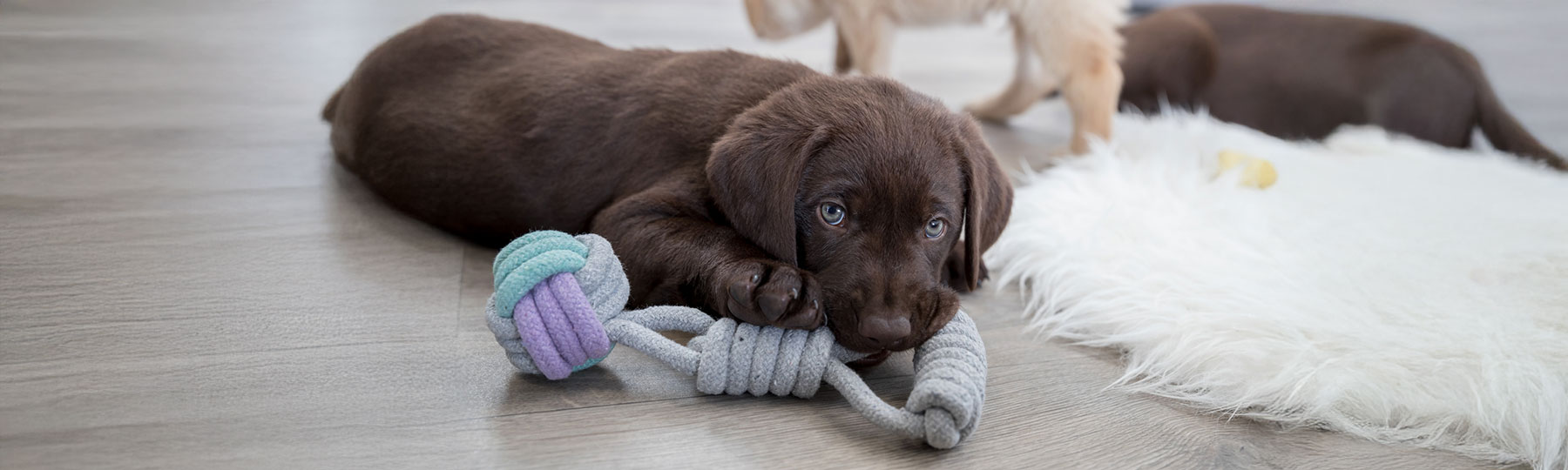 Valpleksaker f&ouml;r trygga f&ouml;rsta lekar