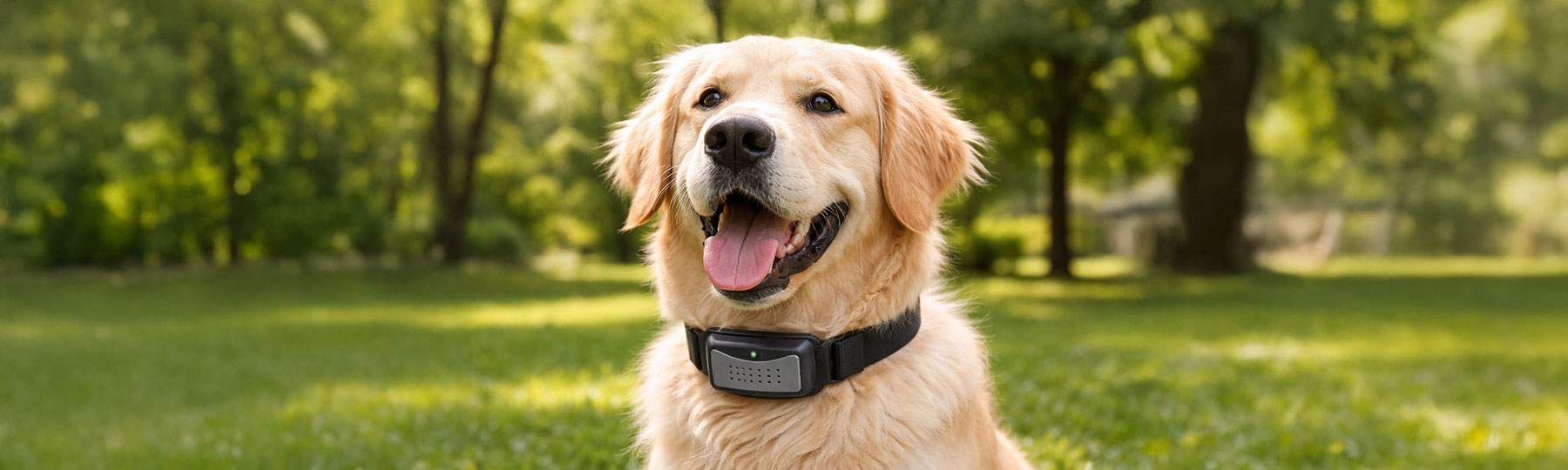 Antiskall halsband till Hund