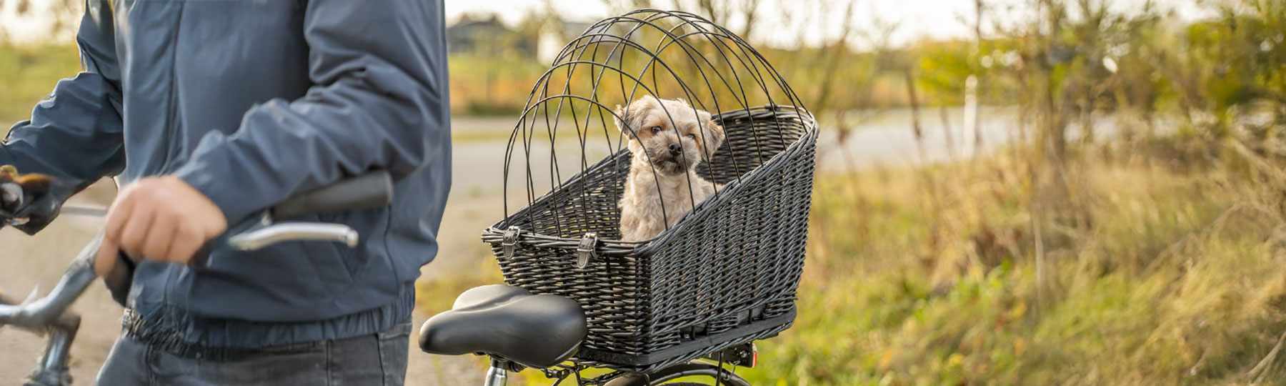 Hund i cykelkorg