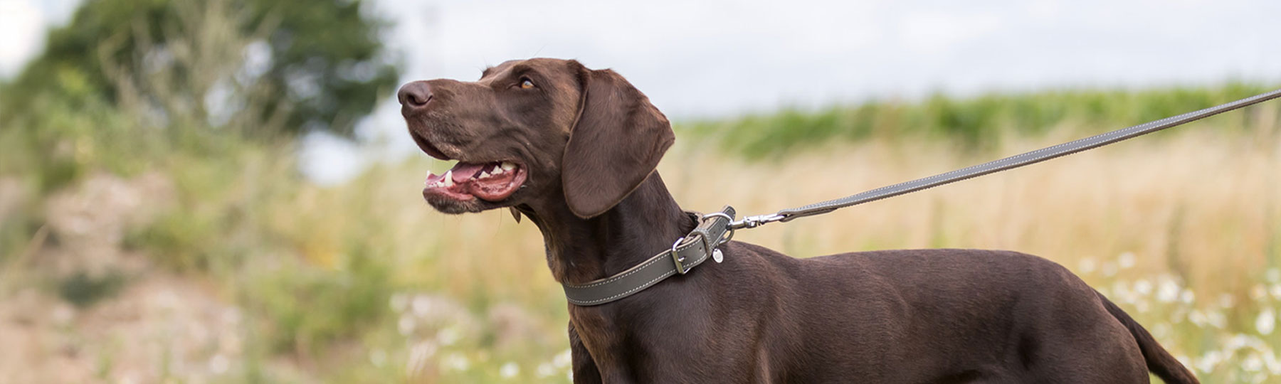 Hundhalsband Hundhalsband