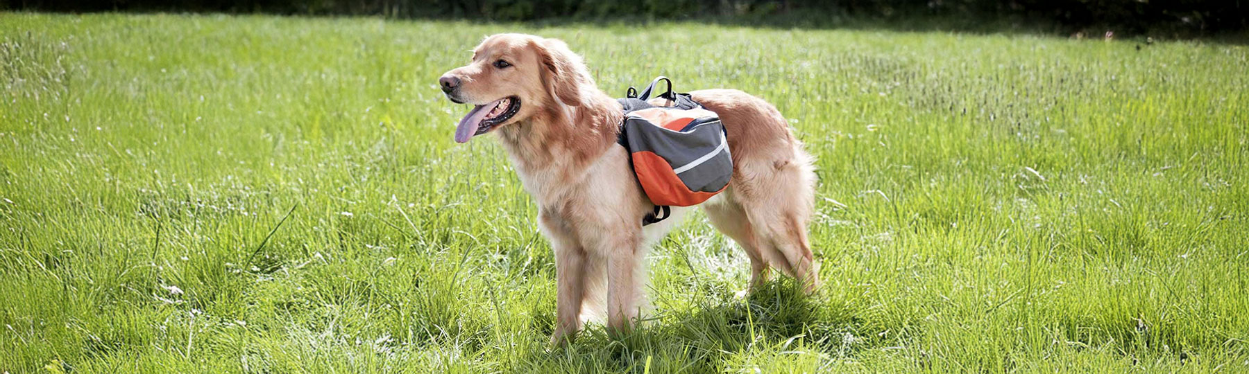 Klövjeväskor till Hund Klövjeväskor till Hund