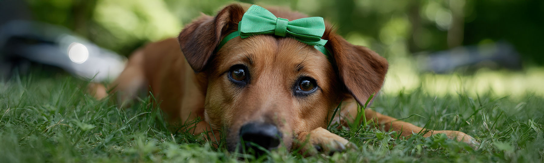 Hundaccessoarer Hundaccessoarer