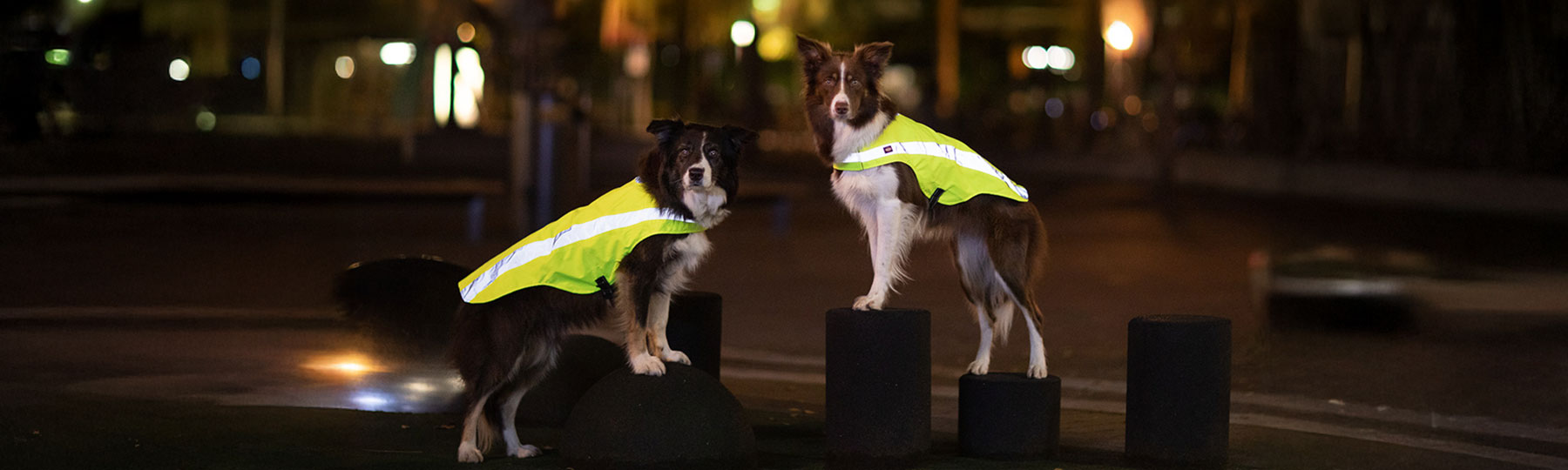 Reflexv&auml;st till Hund