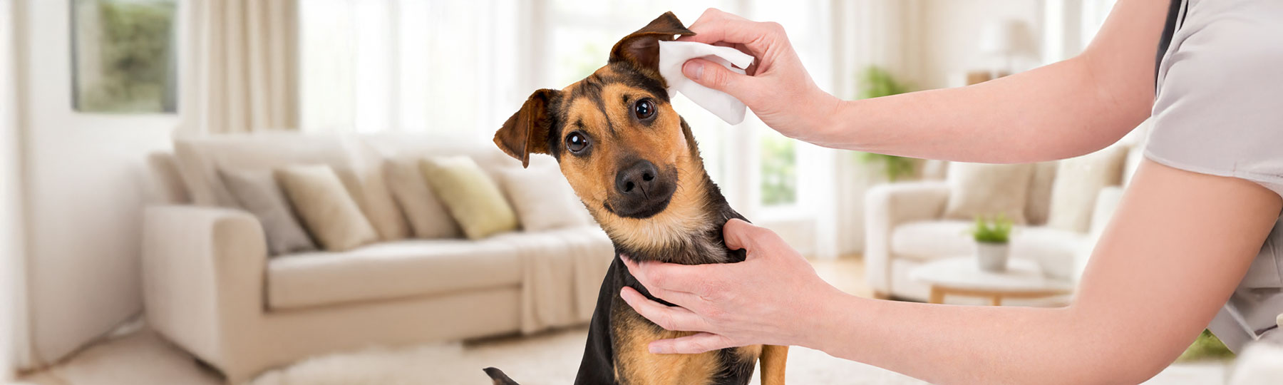 V&aring;tservetter till Hund