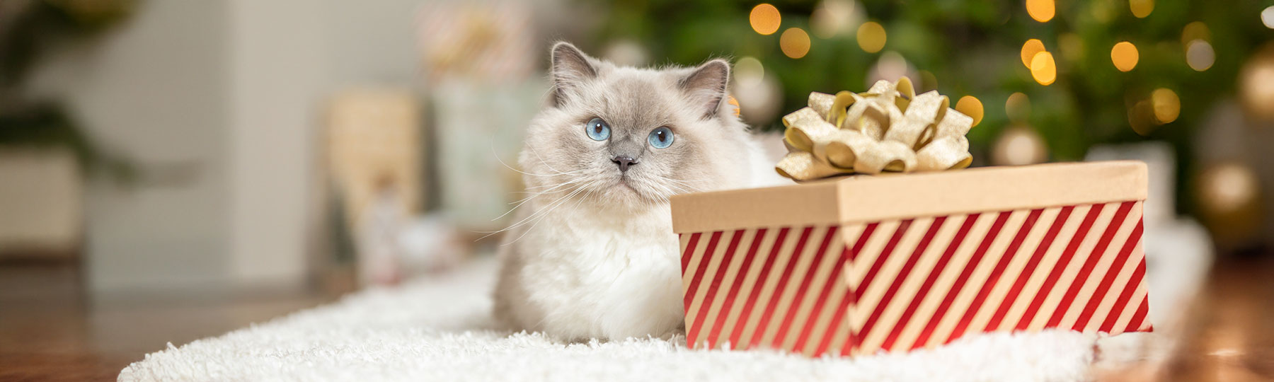 Julsaker till katter