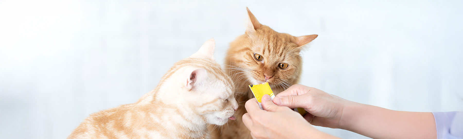 Slickgodis till katt Slickgodis till katt