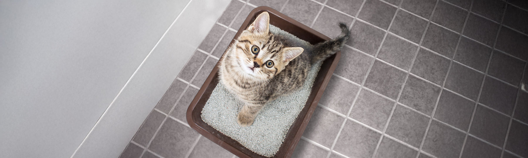 Kattsand och Kattstr&ouml;