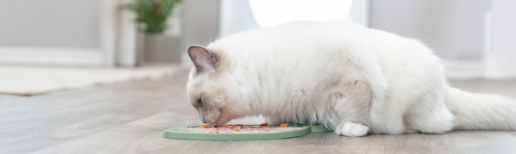 Slickmatta till Katt