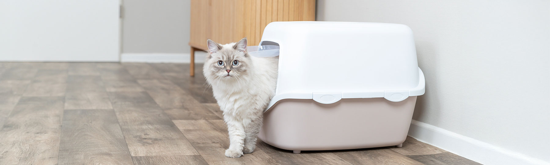 Toal&aring;da till Katt