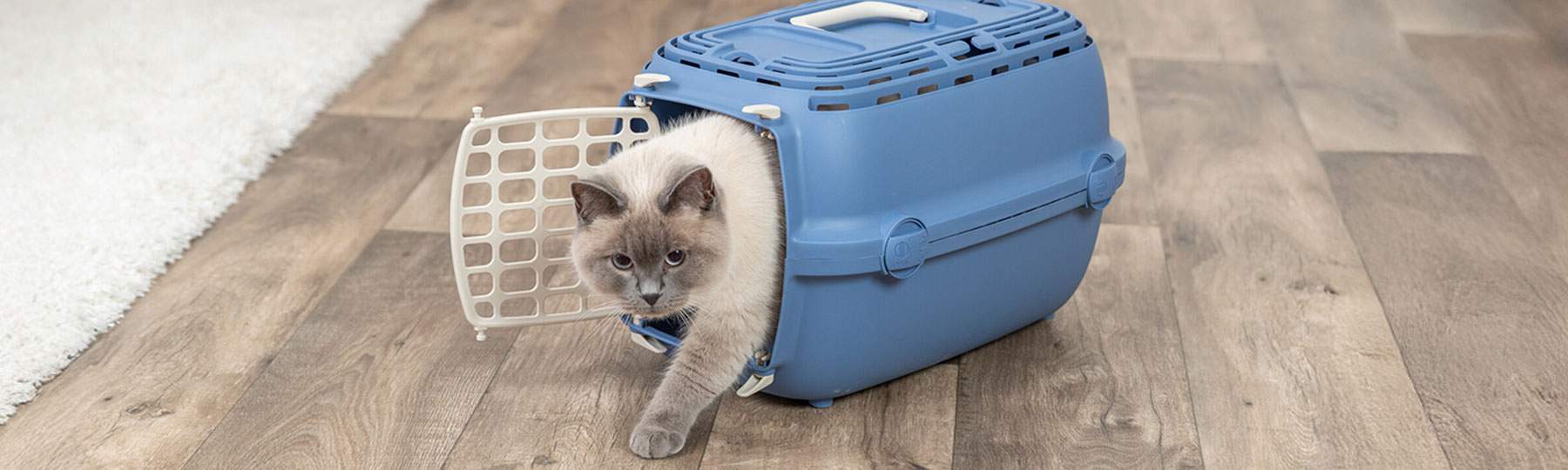 Transportbur till Katt