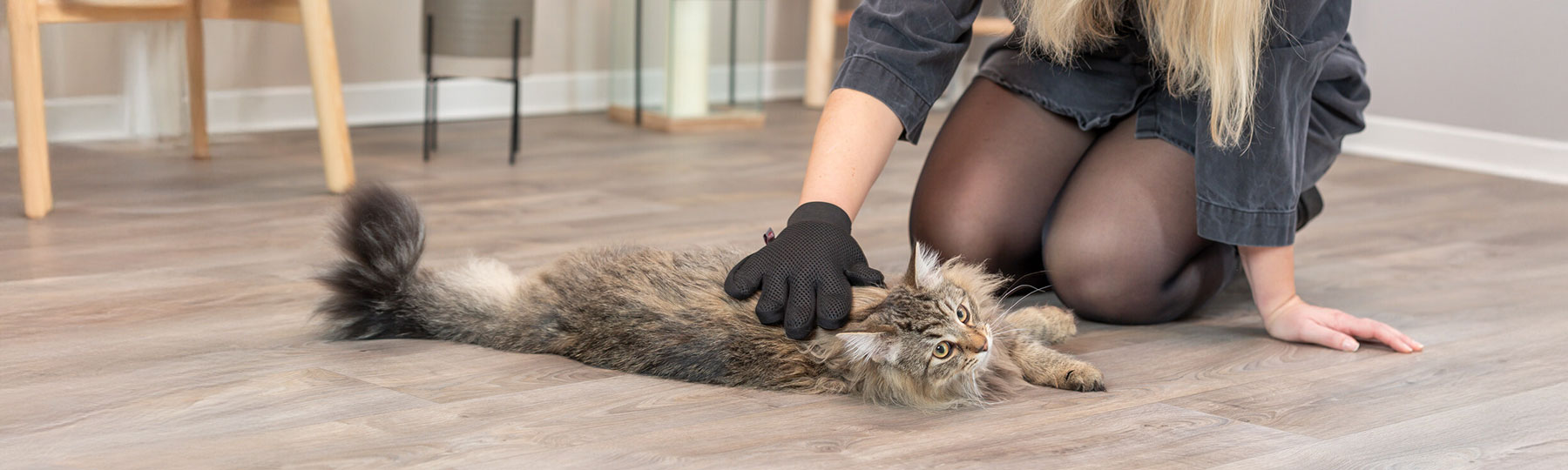 Borsta katt med handske