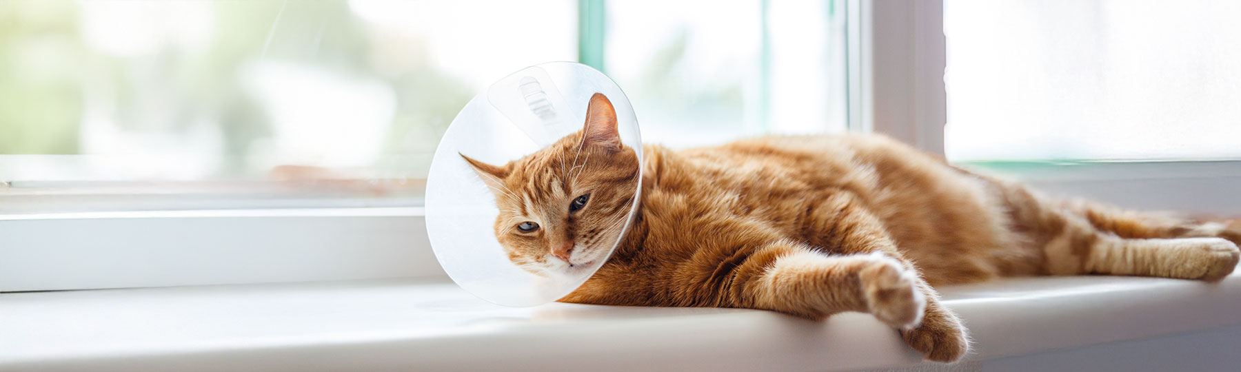 Halskrage till Katt Halskrage till Katt