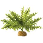Regnskogsväxt Ormbunke