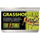 Grasshoppers Gräshoppor
