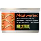 Mealworms Mjölmaskar
