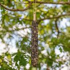 Foderbar XL Solrosfrön