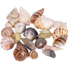 Hobby. Hobby Seashell 20p 1