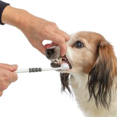 Trixie. Tandborste TripleClean. Rengör tänderna från flera håll samtidigt. 