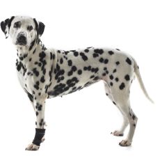 ReDog Handledsskydd XXS. Ger handled och framknä stöd vid hälta och stelhet